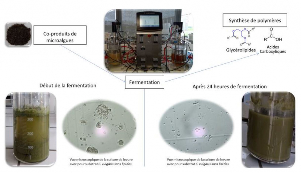 Les résultats des premiers tests de fermentations du projet ALPO